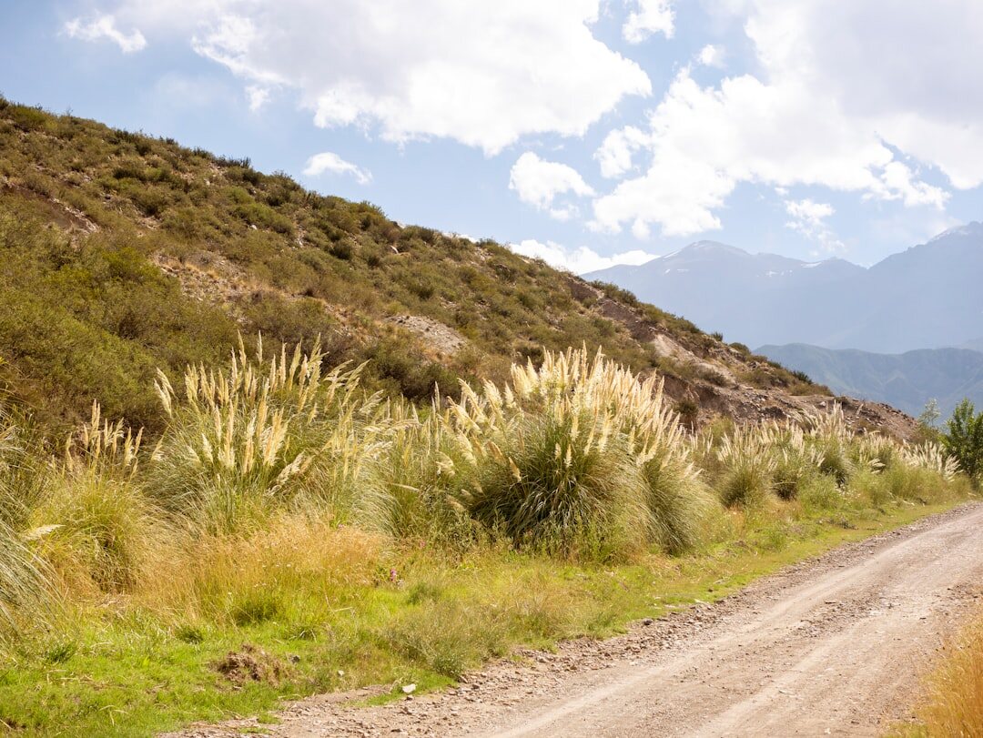 pampas landscape argentina