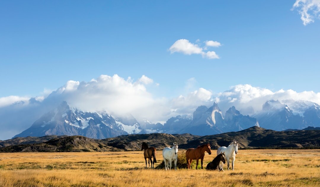 gaucho on horseback in pampas