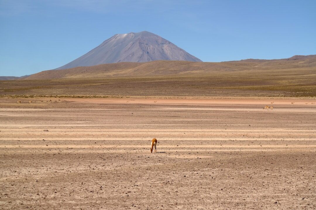 gaucho riding horse in pampas